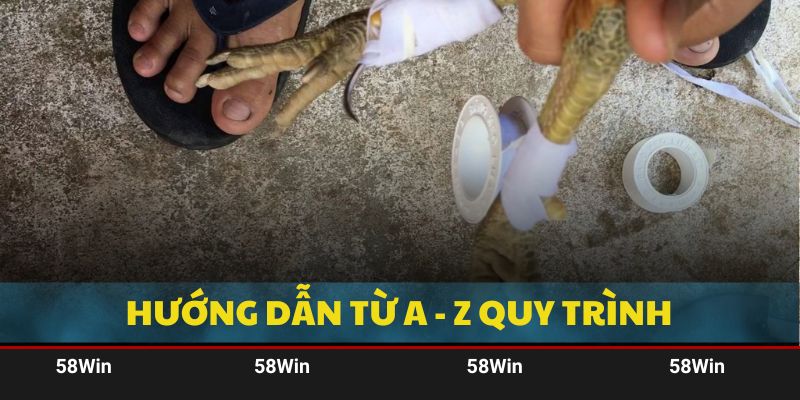 Hướng dẫn cách băng cựa gà đá cực chi tiết cho sư kê